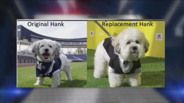 puppy world milwaukee brewers to hold press conference on fate of hank the tmj4 milwaukee wi puppy world milwaukee brewers to hold press conference on fate of hank the tmj4 milwaukee wi