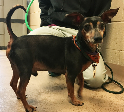 wisconsin humane society dogs wisconsin humane society looking for foster families for seized dogs tmj4 milwaukee wi wisconsin humane society dogs wisconsin humane society looking for foster families for seized dogs tmj4 milwaukee wi