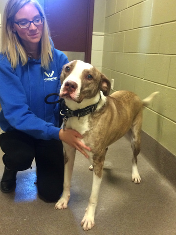 wisconsin humane society dogs wisconsin humane society looking for foster families for seized dogs tmj4 milwaukee wi wisconsin humane society dogs wisconsin humane society looking for foster families for seized dogs tmj4 milwaukee wi