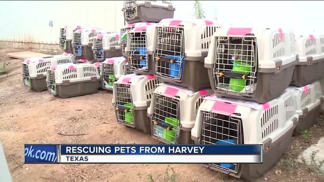 Seattle Humane plans to take in 300 pets from Texas animal shelters