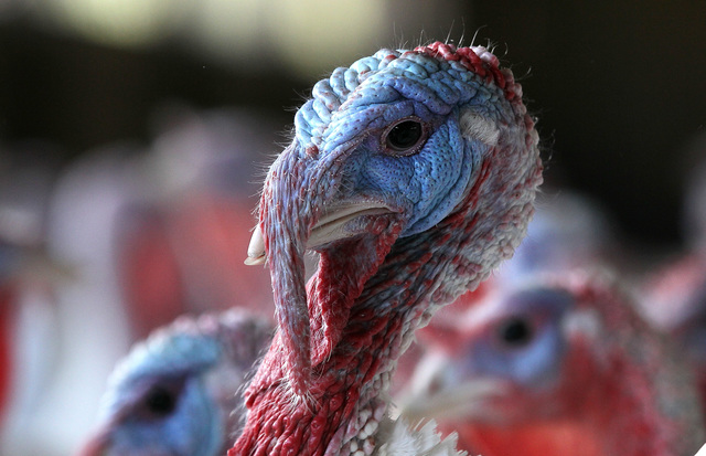 More than 20 retailers closed this Thanksgiving