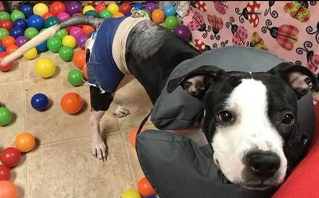 Dog burn victim found in Racine, now recovering at Wisconsin Humane Society