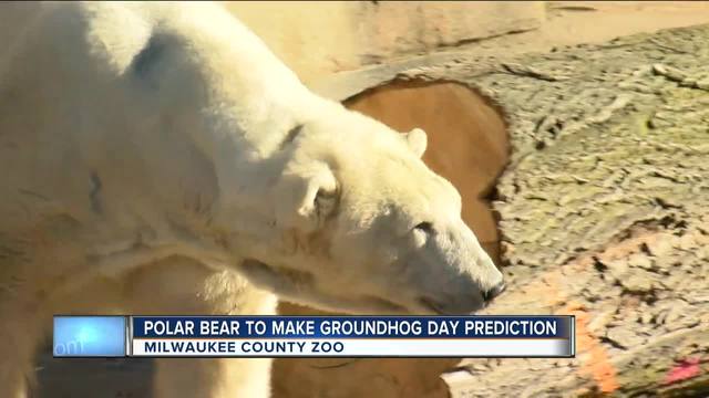 groundhog day milwaukee zoo milwaukee county zoo using a polar to make groundhog groundhog day milwaukee zoo milwaukee county zoo using a polar to make groundhog