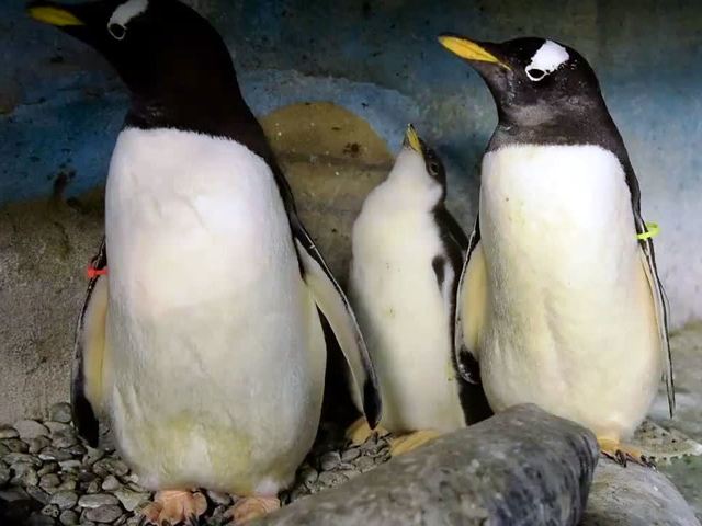 Milwaukee County Zoo announces birth of new Gentoo Penguin - TMJ4