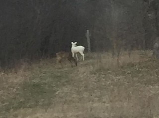 Rare white deer may be roaming around Mukwonago