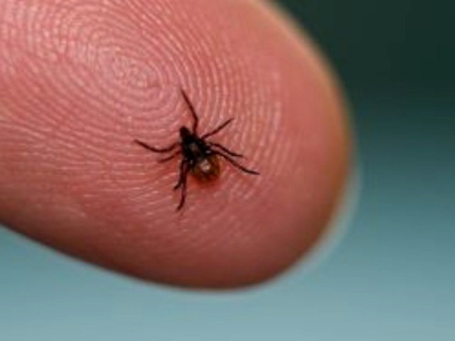 veterinarian reminds you of the importance of flea